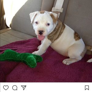 Meet your Posher, Jasper