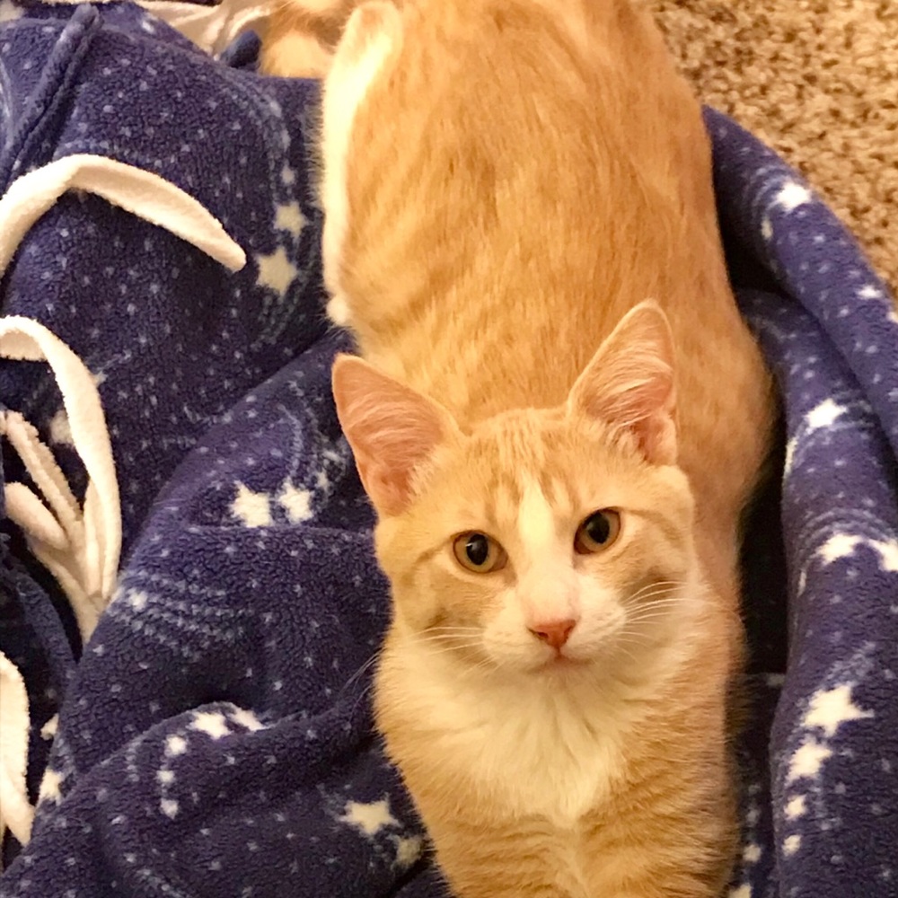 Meet your Posher, Maddi