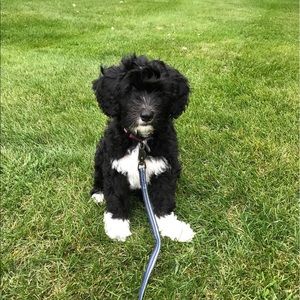 Meet your Posher, Shelley