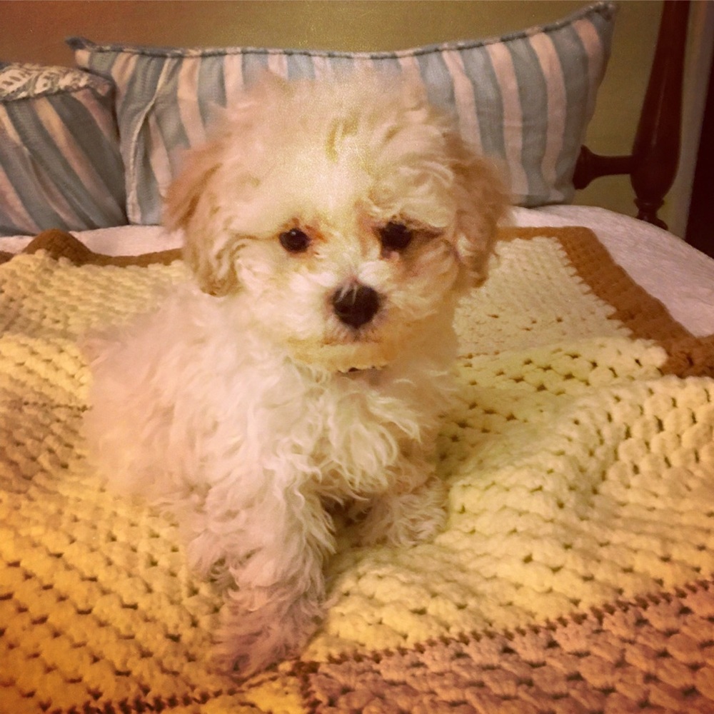 Meet your Posher, Jean