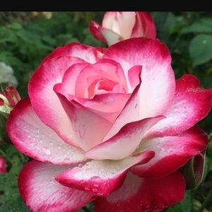 Meet your Posher, Keily