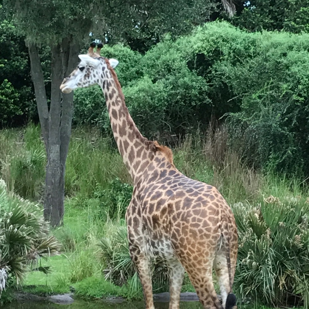 Meet your Posher, Noelle