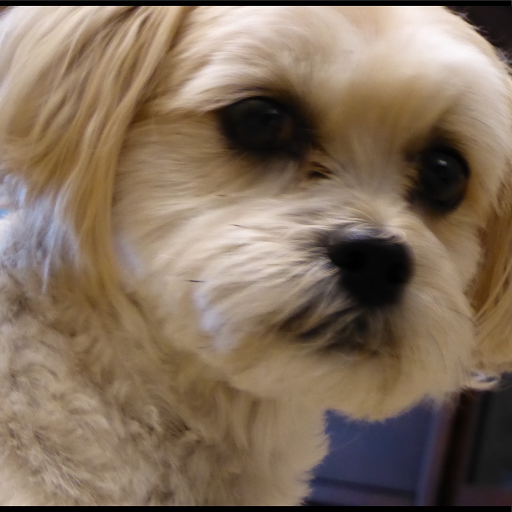 Meet your Posher, Sandya