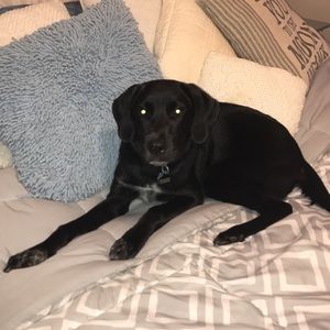 Meet your Posher, Callie