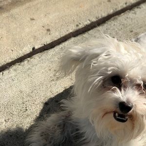 Meet your Posher, Alex