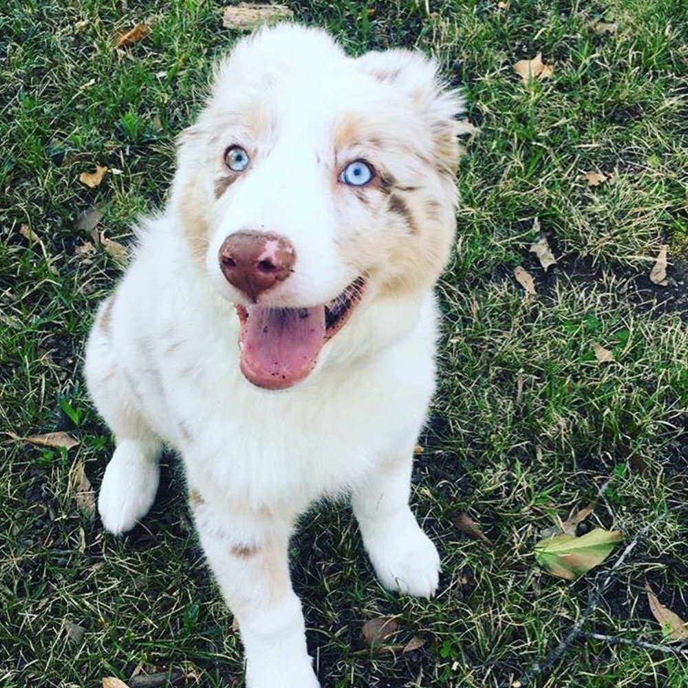 Meet your Posher, Shelby