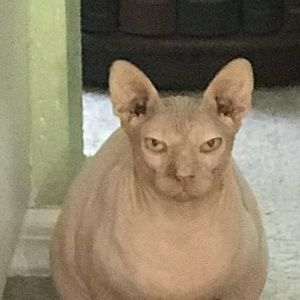 Meet your Posher, Joyce