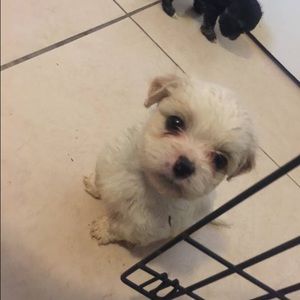 Meet your Posher, Joey