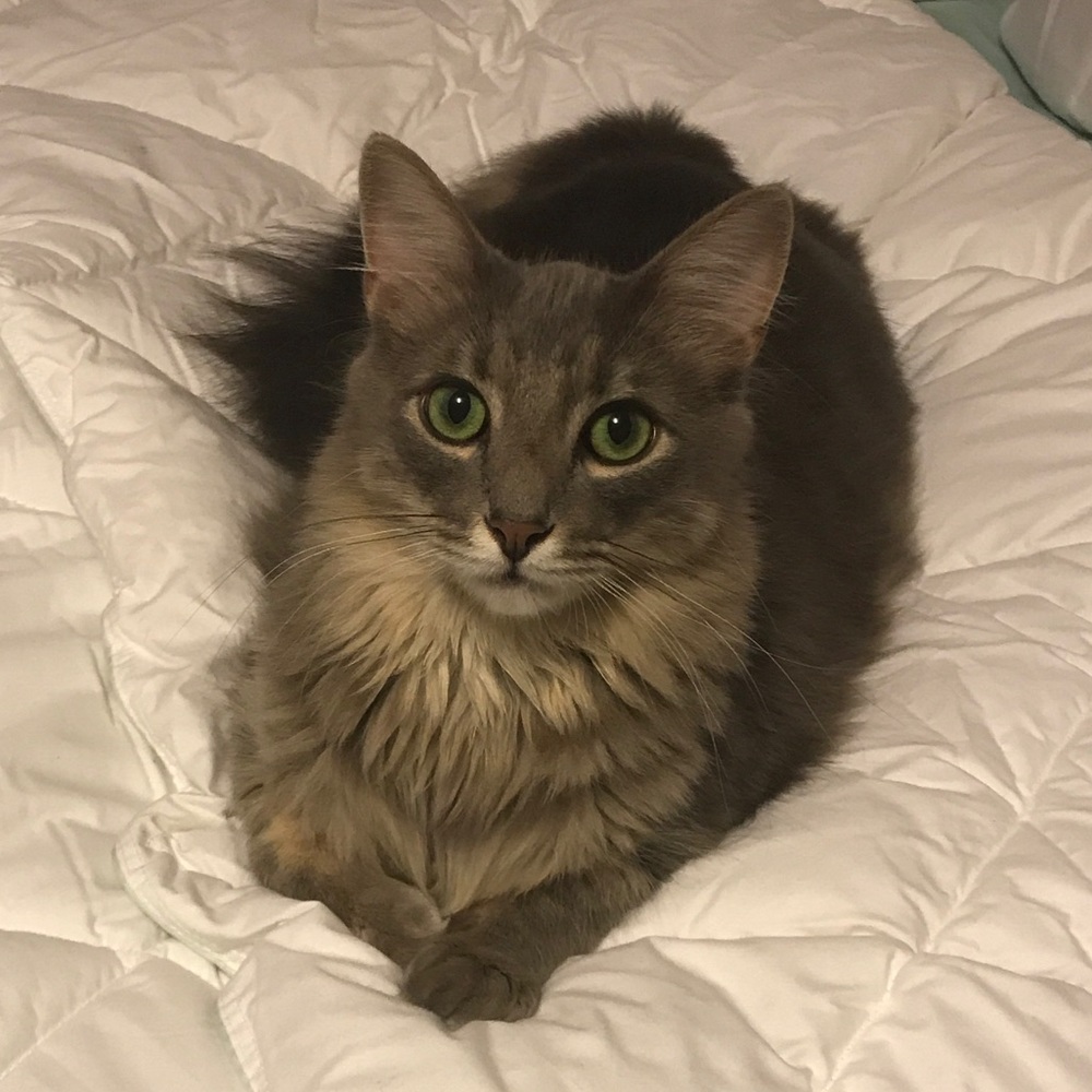 Meet your Posher, Joey