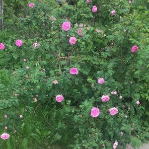 Meet your Posher, Alexandra