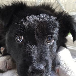 Meet your Posher, Cheyenne