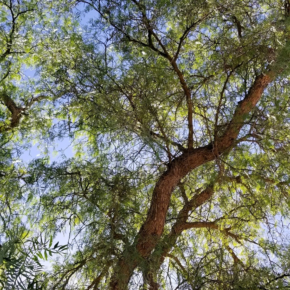 Meet your Posher, Ilene