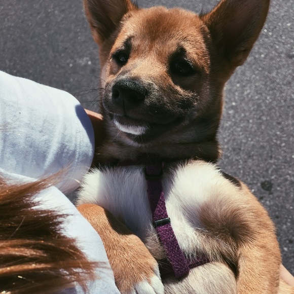 MEET YOUR POSHER!❤️ - Picture 6 of 7