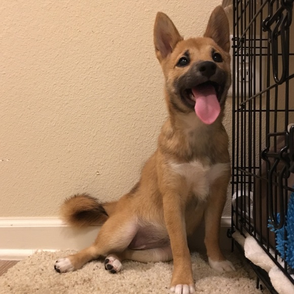 MEET YOUR POSHER!❤️ - Picture 7 of 7