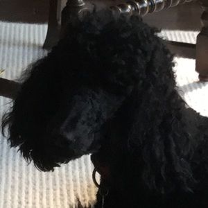 Meet your Posher, Mary