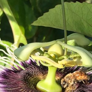 Meet your Posher, Maritza