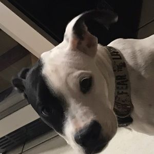 Meet your Posher, Nicholas