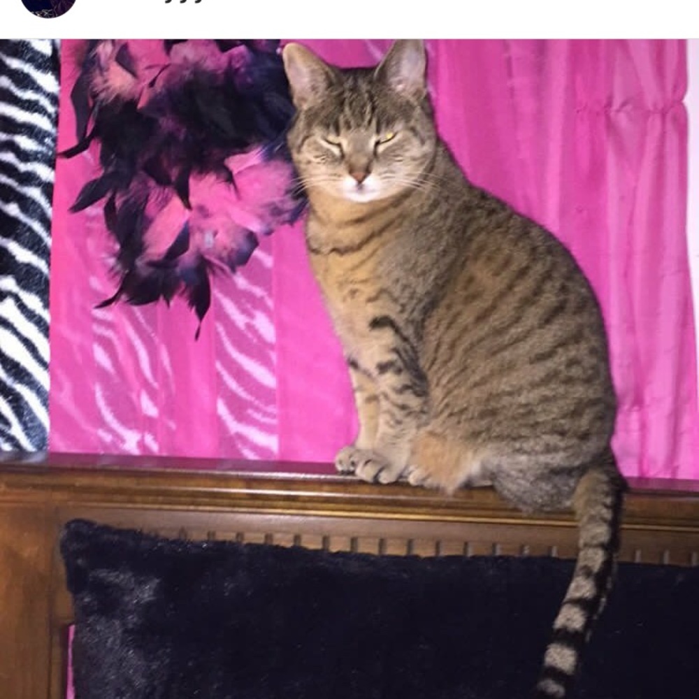 Meet your Posher, Ashley