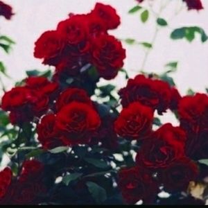 Meet your Posher, Sumaya