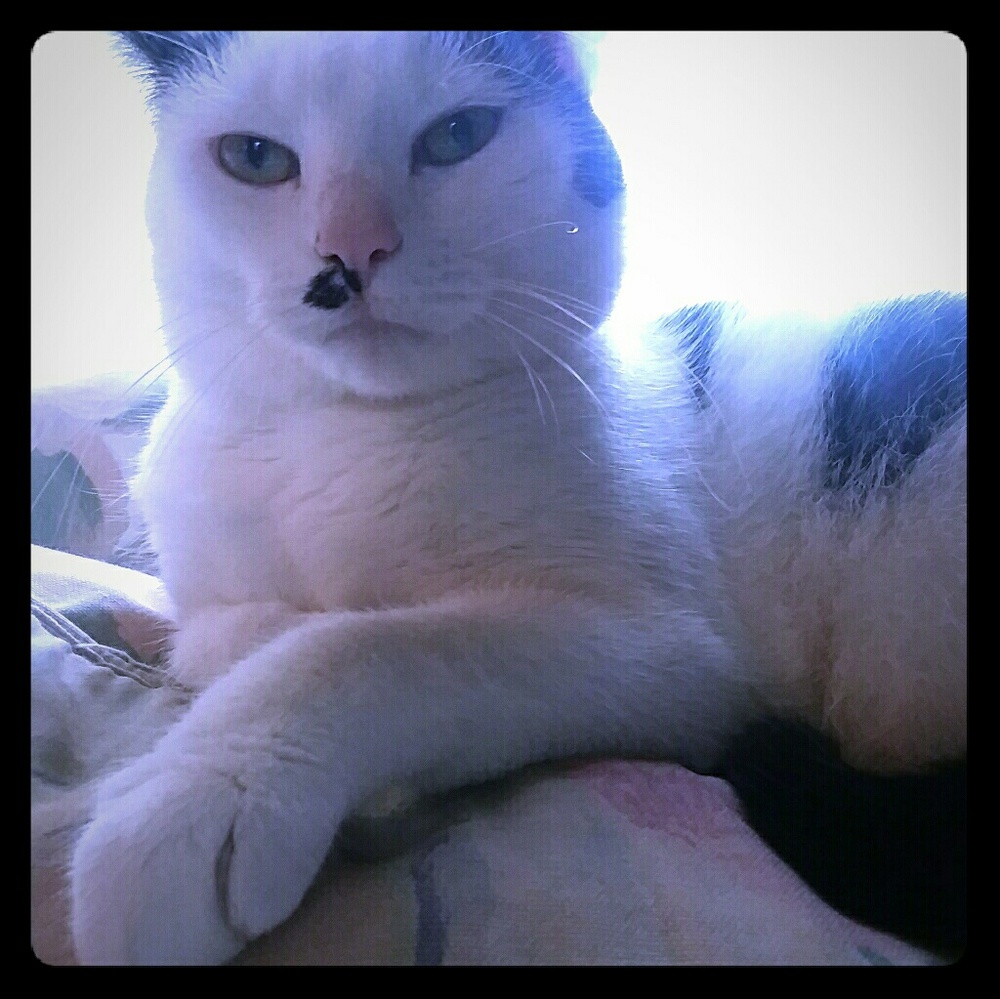 My cat Gouda.