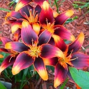 Meet your Posher, Jane