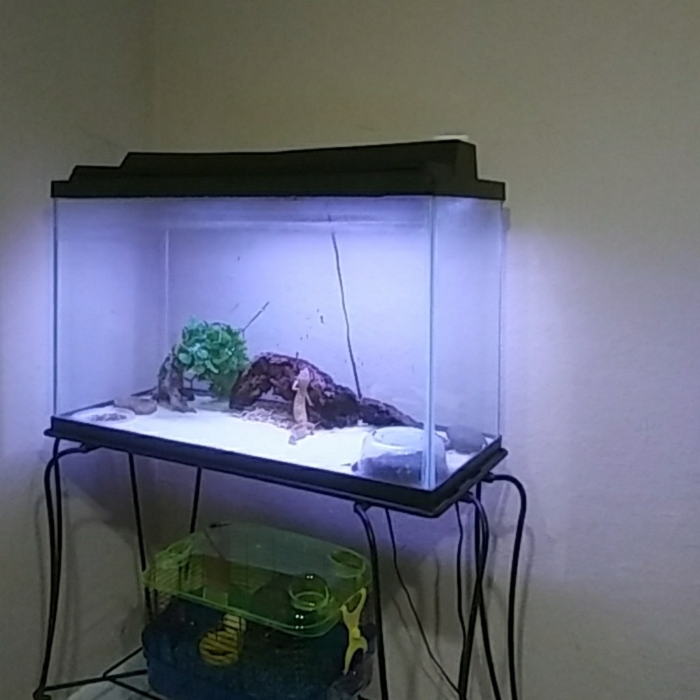 Fish/reptile tank