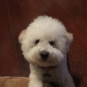 Meet your Posher, Fanny