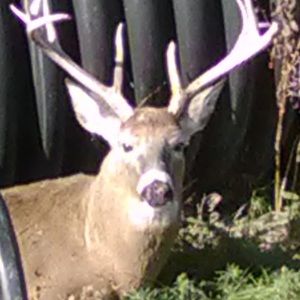 Meet your Posher, Cody