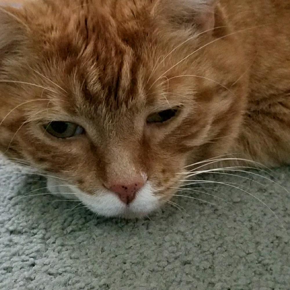 Meet your Posher, Tanya