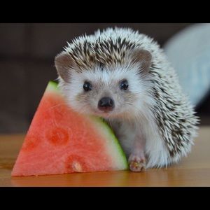 Meet your Posher, Maria