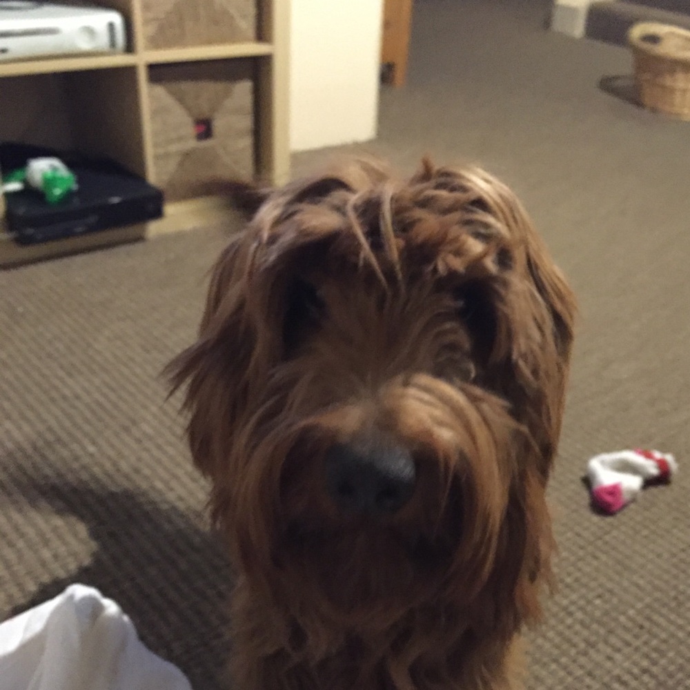 Meet your Posher, Maeve