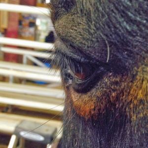 Meet your Posher, Emma