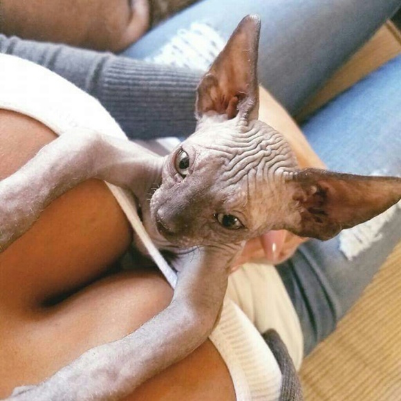 Meet your Posher, Roxy - Picture 2 of 4