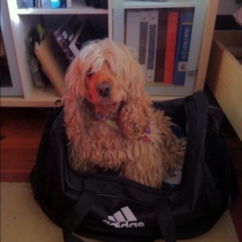 Meet your Posher, Carolina