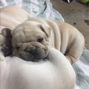 Meet your Posher, Martha