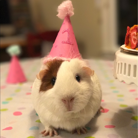 Meet your Posher, Kelly - Picture 1 of 1