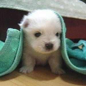 Meet your Posher, Xia