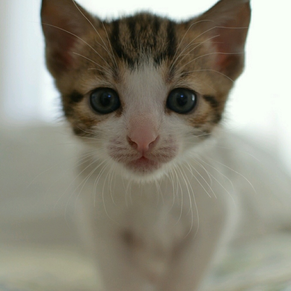 Meet your Posher, Tetiana