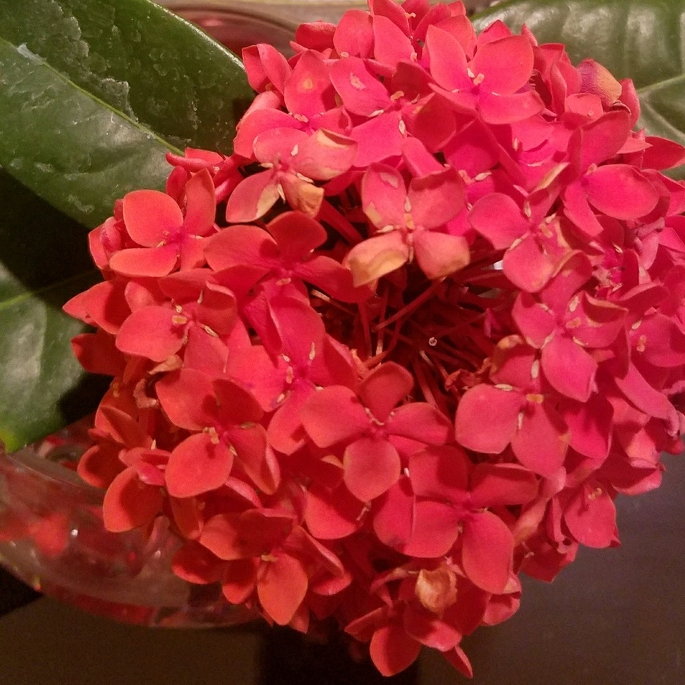 Meet your Posher, Rose