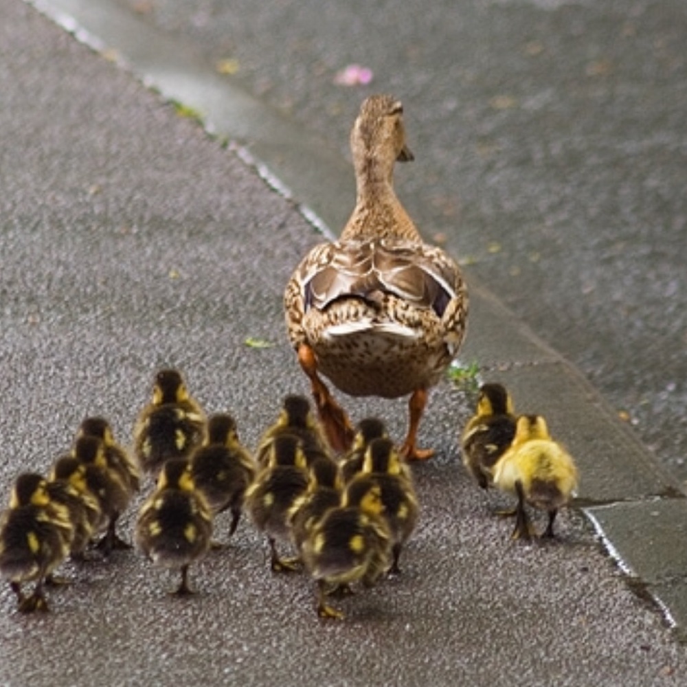 Follow Game #1 ~ Remember to Follow!😂