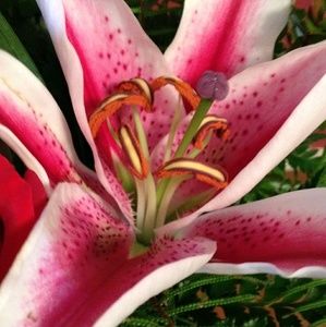 Meet your Posher, Karla