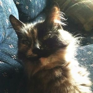 Meet your Posher, Maya