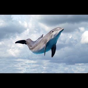 Meet your Posher, Rhina