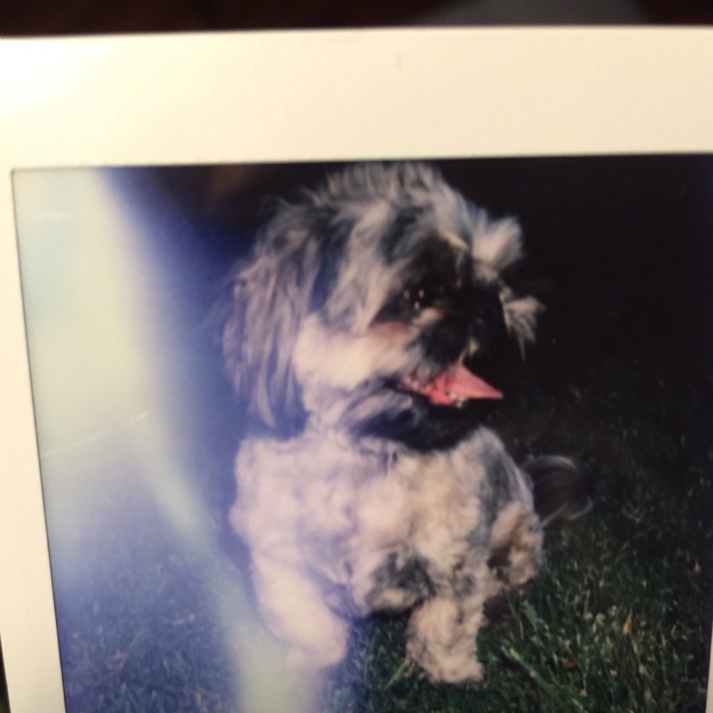 Meet your Posher, Maddie