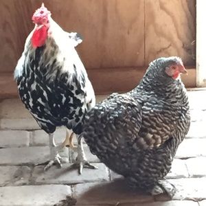 Meet your Posher, Joanne