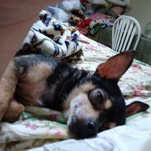 Meet your Posher, Joyce