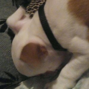 Meet your Posher, Leonardo