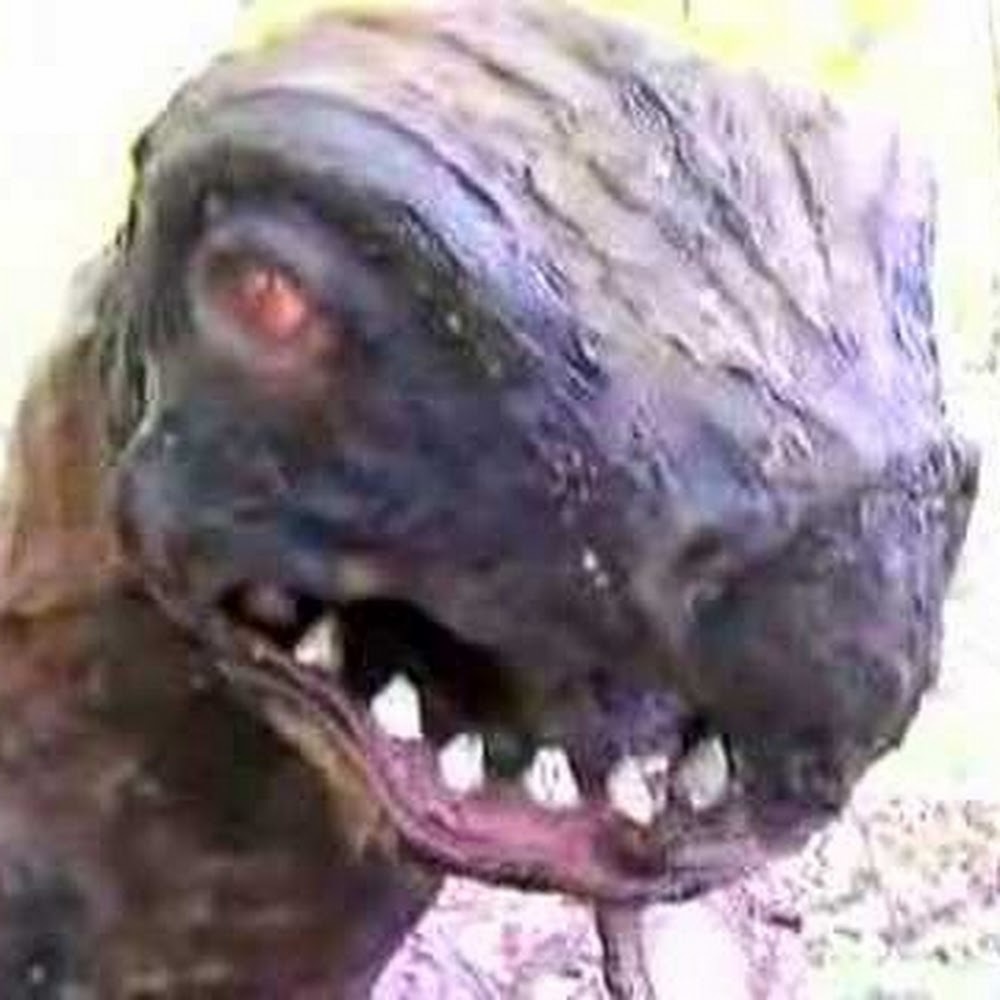 Meet your Posher, Jacqueline