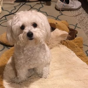 Meet your Posher, Bianca