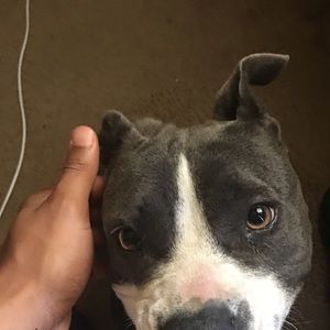 Meet your Posher, Jamal